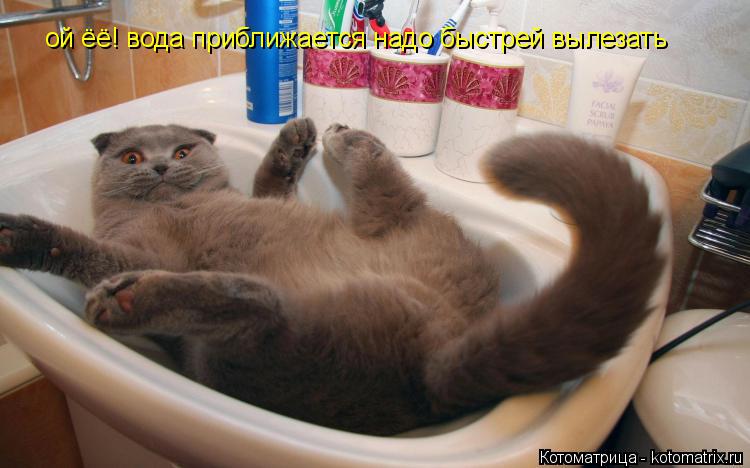 Котоматрица: ой ёё! вода приближается надо быстрей вылезать