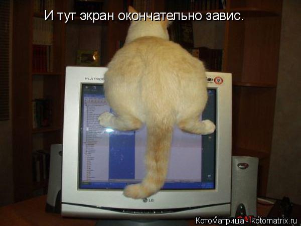 И тут экран окончательно завис.... Котоматрица: И тут экран окончательно завис.