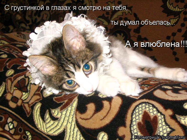 С грустинкой в глазах я смотрю на тебя, ты думал объелась... А я влюблена!!!... Котоматрица: С грустинкой в глазах я смотрю на тебя, ты думал объелась... А я влюблена!!!