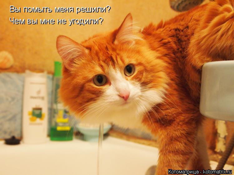 Вы помыть меня решили? Чем вы мне не угодили?... Котоматрица: Вы помыть меня решили? Чем вы мне не угодили?