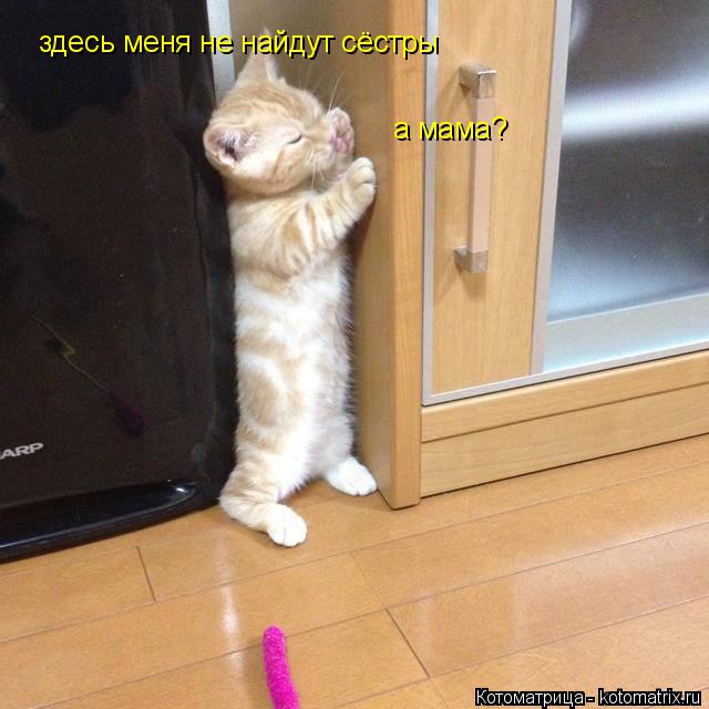 здесь меня не найдут сёстры а мама?... Котоматрица: здесь меня не найдут сёстры а мама?