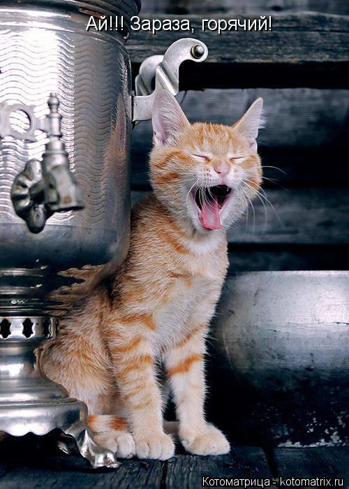 Ай!!! Зараза, горячий!... Котоматрица: Ай!!! Зараза, горячий!