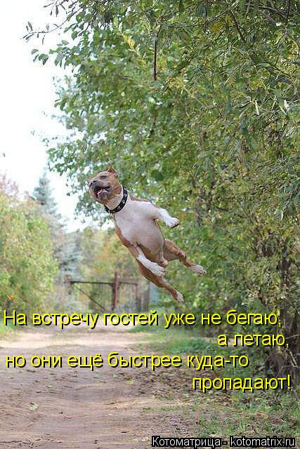 а летаю, На встречу гостей уже не бегаю, но они ещё быстрее куда-то пропадают!... Котоматрица: а летаю, На встречу гостей уже не бегаю, но они ещё быстрее куда-то пропадают!