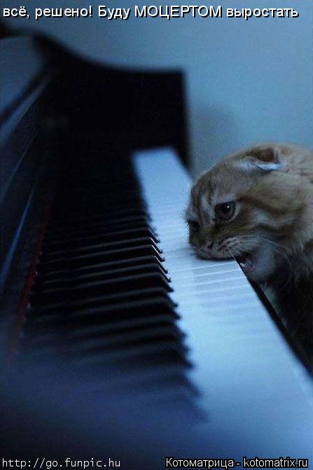 Котоматрица: всё, решено! Буду МОЦЕРТОМ выростать