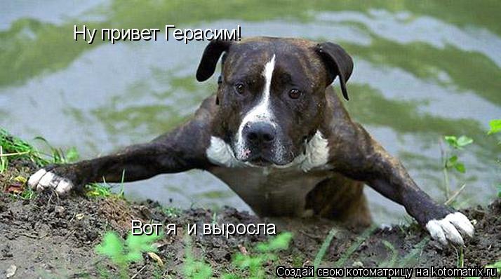 Ну привет Герасим! Вот я и выросла... Котоматрица: Ну привет Герасим! Вот я и выросла