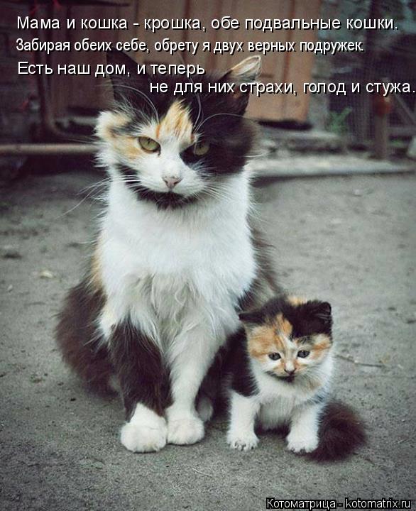 Мама и кошка - крошка, обе подвальные кошки. Забирая обеих себе, обрету я двух верных подружек. Есть ... Котоматрица: Мама и кошка - крошка, обе подвальные кошки. Забирая обеих себе, обрету я двух верных подружек. Есть наш дом, и теперь не для них страхи, голо