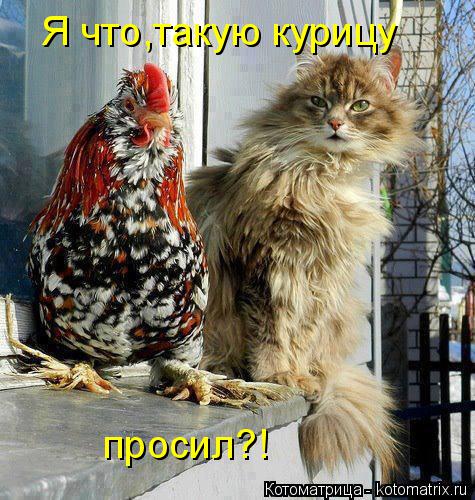 Я что,такую курицу просил?!... Котоматрица: Я что,такую курицу просил?!