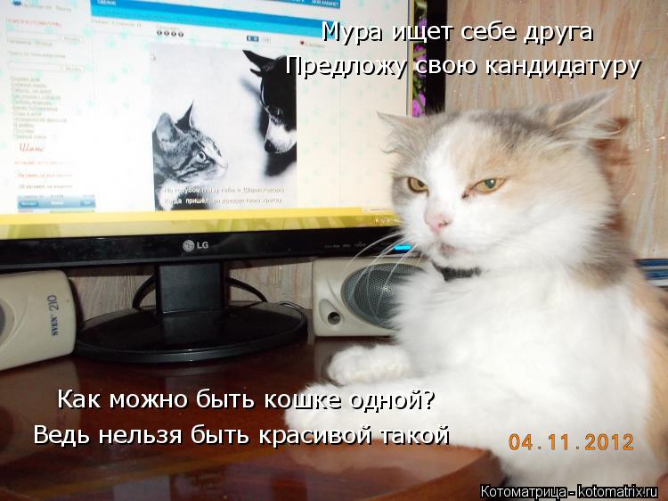 Мура ищет себе друга Предложу свою кандидатуру Как можно быть кошке одной? Ведь нельзя быть красивой ... Котоматрица: Мура ищет себе друга Предложу свою кандидатуру Как можно быть кошке одной? Ведь нельзя быть красивой такой