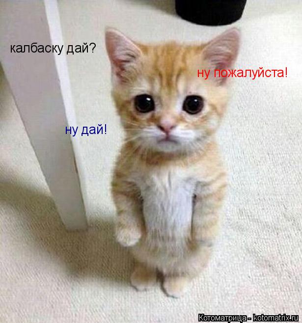 калбаску дай? ну пожалуйста! ну дай!... Котоматрица: калбаску дай? ну пожалуйста! ну дай!
