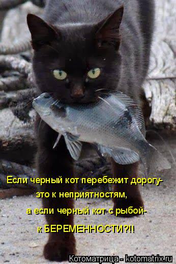 Котоматрица: Если черный кот перебежит дорогу- это к неприятностям, а если черный кот с рыбой- к БЕРЕМЕННОСТИ?!!