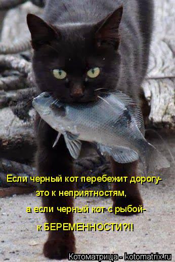 Если черный кот перебежит дорогу- это к неприятностям, а если черный кот с рыбой- к БЕРЕМЕННОСТИ?!!... Котоматрица: Если черный кот перебежит дорогу- это к неприятностям, а если черный кот с рыбой- к БЕРЕМЕННОСТИ?!!