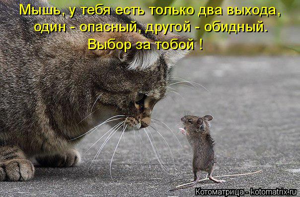 один - опасный, другой - обидный. Мышь, у тебя есть только два выхода, Выбор за тобой !... Котоматрица: один - опасный, другой - обидный. Мышь, у тебя есть только два выхода, Выбор за тобой !