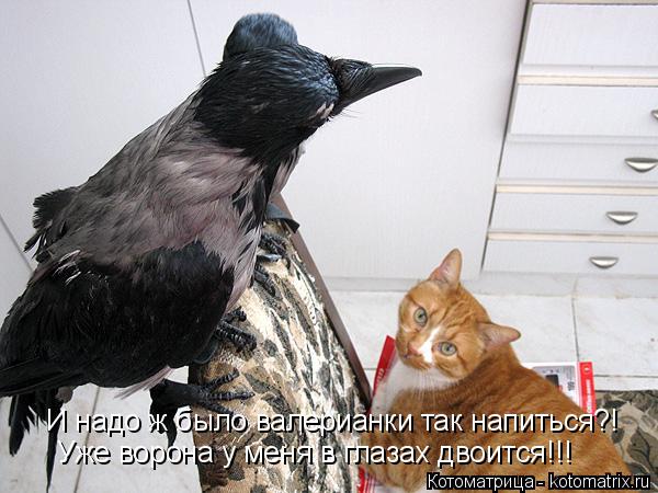 И надо ж было валерианки так напиться?! Уже ворона у меня в глазах двоится!!!... Котоматрица: И надо ж было валерианки так напиться?! Уже ворона у меня в глазах двоится!!!