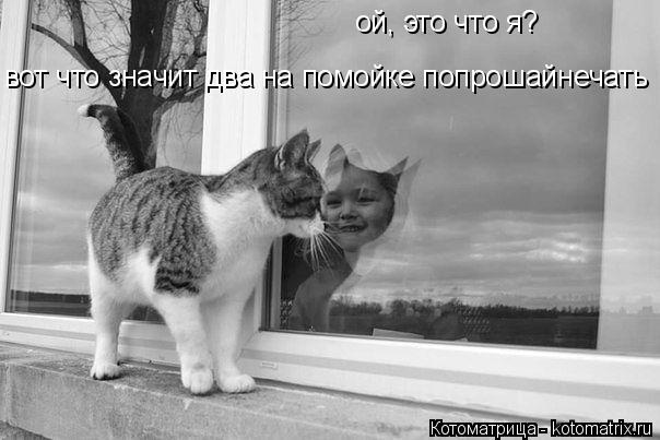 Котоматрица: ой, это что я? вот что значит два на помойке попрошайнечать