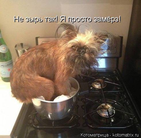 Не зырь так! Я просто замёрз!... Котоматрица: Не зырь так! Я просто замёрз!