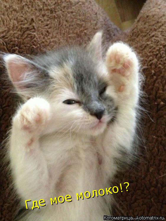 Где мое молоко!?... Котоматрица: Где мое молоко!?