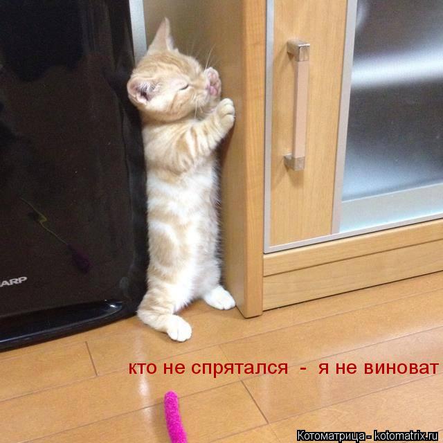 кто не спрятался - я не виноват... Котоматрица: кто не спрятался - я не виноват