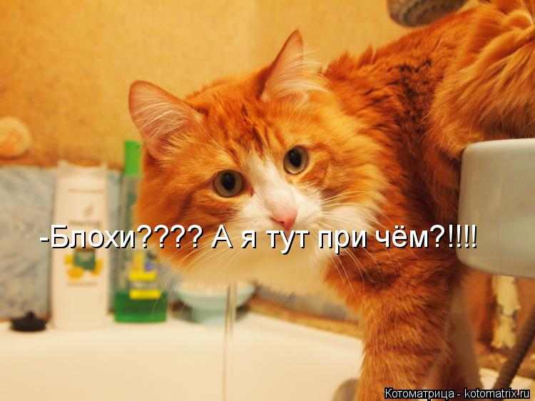 -Блохи???? А я тут при чём?!!!!... Котоматрица: -Блохи???? А я тут при чём?!!!!