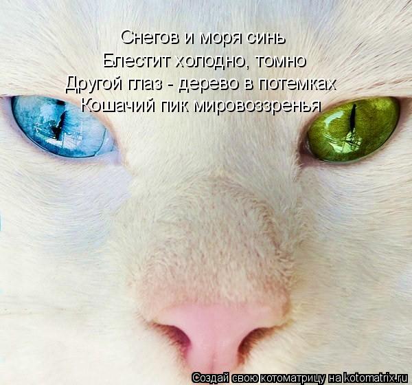 Снегов и моря синь Блестит холодно, томно Другой глаз - дерево в потемках Кошачий пик мировоззренья... Котоматрица: Снегов и моря синь Блестит холодно, томно Другой глаз - дерево в потемках Кошачий пик мировоззренья