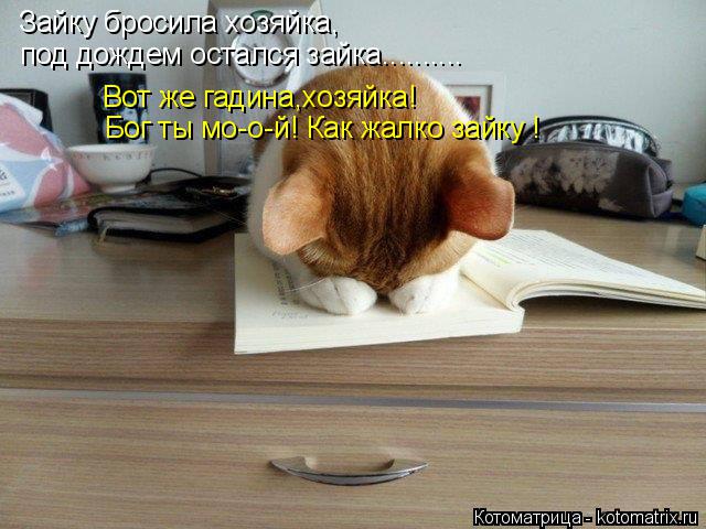 Зайку бросила хозяйка, под дождем остался зайка.......... Вот же гадина,хозяйка! Бог ты мо-о-й! Как ж... Котоматрица: Зайку бросила хозяйка, под дождем остался зайка.......... Вот же гадина,хозяйка! Бог ты мо-о-й! Как жалко зайку !