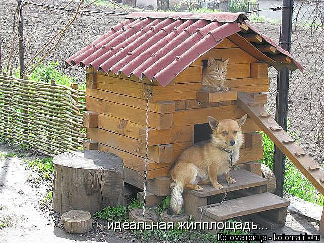 Котоматрица: идеальная жилплощадь...
