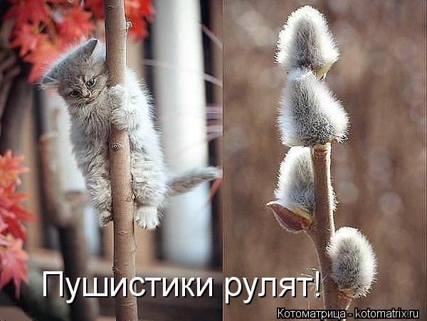 Пушистики рулят!... Котоматрица: Пушистики рулят!