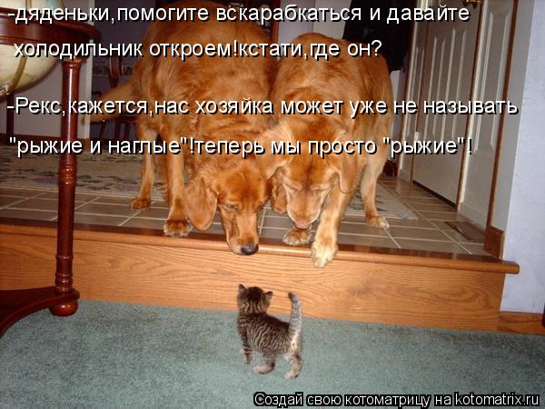 -дяденьки,помогите вскарабкаться и давайте холодильник откроем!кстати,где он? -Рекс,кажется,нас хозяй... Котоматрица: -дяденьки,помогите вскарабкаться и давайте холодильник откроем!кстати,где он? -Рекс,кажется,нас хозяйка может уже не называть "рыжие и нагл