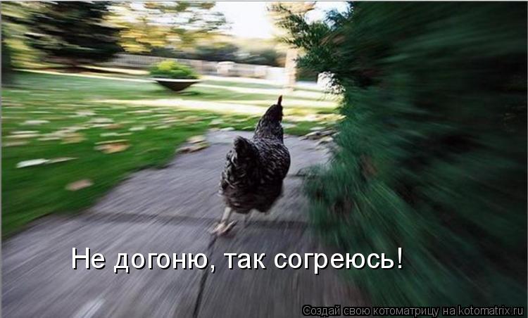 Не догоню, так согреюсь!... Котоматрица: Не догоню, так согреюсь!