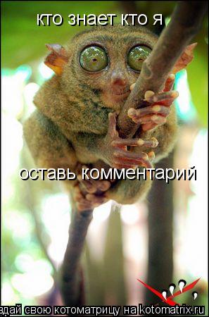 Котоматрица: кто знает кто я оставь комментарий