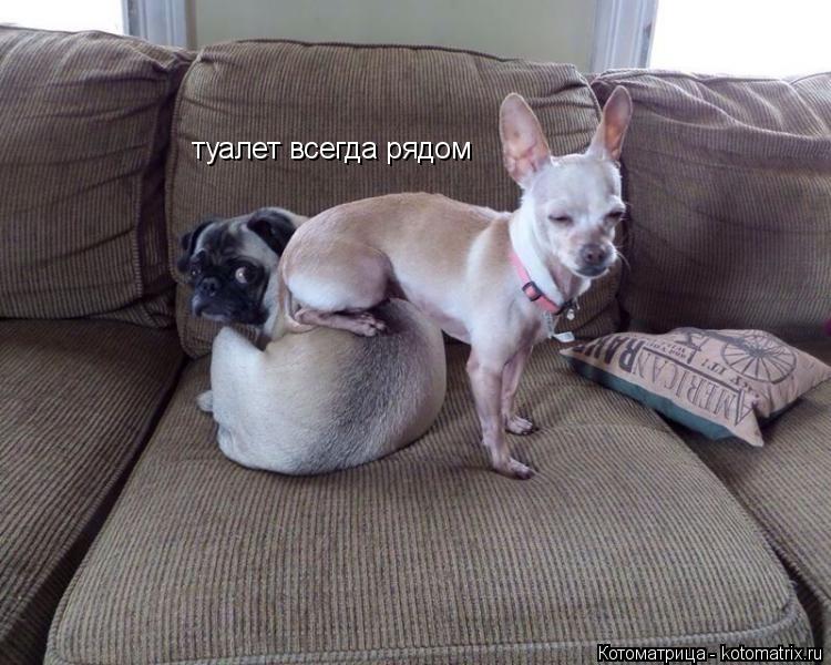 Котоматрица: туалет всегда рядом