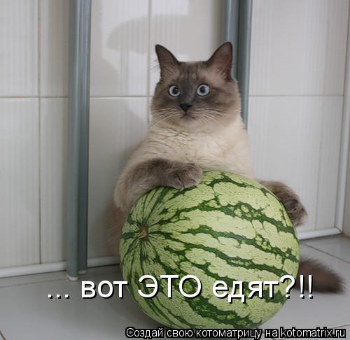 ... вот ЭТО едят?!!... Котоматрица: ... вот ЭТО едят?!!