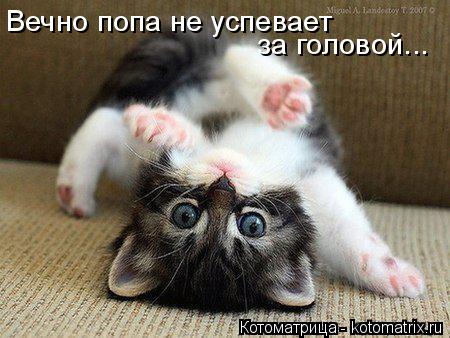 Вечно попа не успевает за головой...... Котоматрица: Вечно попа не успевает за головой...