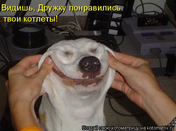 Видишь, Дружку понравились твои котлеты!... Котоматрица: Видишь, Дружку понравились твои котлеты!