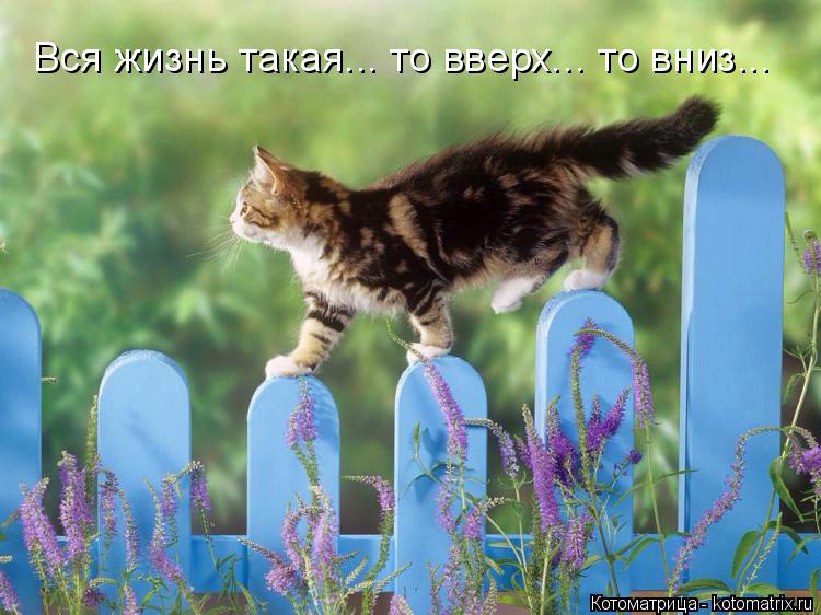 Вся жизнь такая... то вверх... то вниз...... Котоматрица: Вся жизнь такая... то вверх... то вниз...