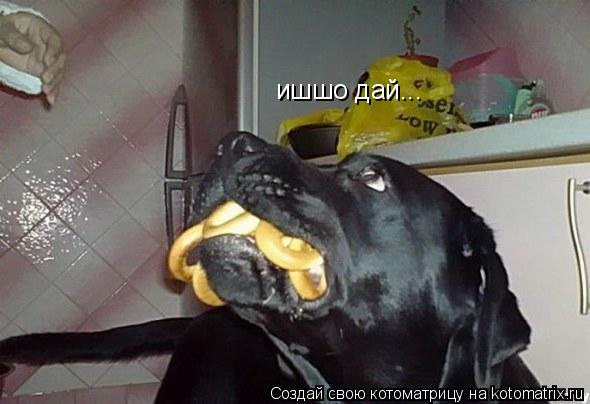 Котоматрица: ишшо дай...