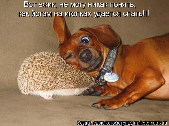 как йогам на иголках удается спать!!! Вот ежик, не могу никак понять,... Котоматрица: как йогам на иголках удается спать!!! Вот ежик, не могу никак понять,