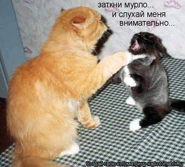 Котоматрица: и слухай меня внимательно... заткни мурло...