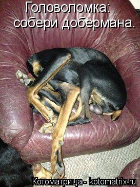 Головоломка: собери добермана.... Котоматрица: Головоломка: собери добермана.