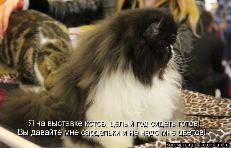 Я на выставке котов, целый год сидеть готов! Вы давайте мне сардельки и не надо мне цветов!... Котоматрица: Я на выставке котов, целый год сидеть готов! Вы давайте мне сардельки и не надо мне цветов!