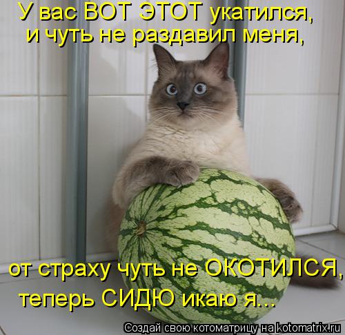 У вас ВОТ ЭТОТ укатился, и чуть не раздавил меня, от страху чуть не ОКОТИЛСЯ, теперь СИДЮ икаю я...... Котоматрица: У вас ВОТ ЭТОТ укатился, и чуть не раздавил меня, от страху чуть не ОКОТИЛСЯ, теперь СИДЮ икаю я...