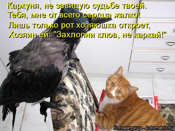 Каркуня, не завидую судьбе твоей. Тебя, мне от всего сердца жалко! Лишь только рот хозяюшка откроет, ... Котоматрица: Каркуня, не завидую судьбе твоей. Тебя, мне от всего сердца жалко! Лишь только рот хозяюшка откроет, Хозяин ей: "Захлопни клюв, не каркай!"