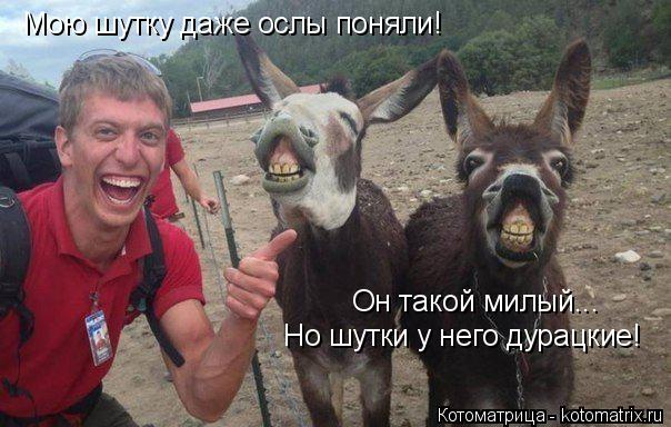 Мою шутку даже ослы поняли! Он такой милый... Но шутки у него дурацкие!... Котоматрица: Мою шутку даже ослы поняли! Он такой милый... Но шутки у него дурацкие!