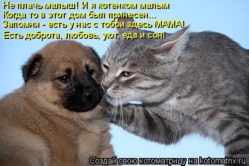 Не плачь малыш! И я котенком малым Когда то в этот дом был принесен... Запомни - есть у нас с тобой з... Котоматрица: Не плачь малыш! И я котенком малым Когда то в этот дом был принесен... Запомни - есть у нас с тобой здесь МАМА! Есть доброта, любовь, уют, еда и с