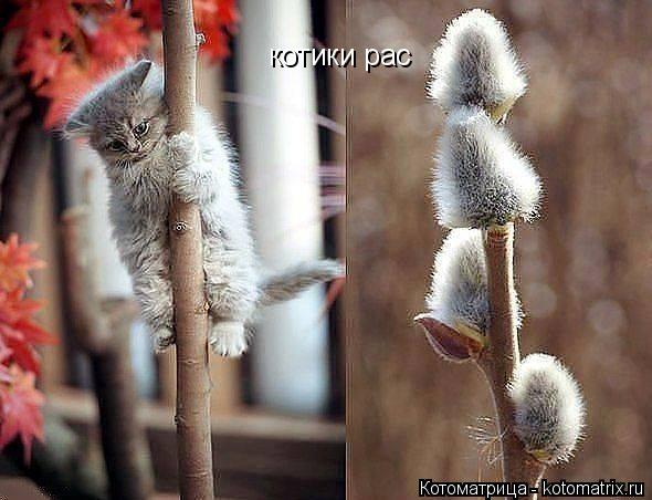 котики рас... Котоматрица: котики рас