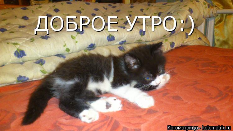 ДОБРОЕ УТРО:)... Котоматрица: ДОБРОЕ УТРО:)
