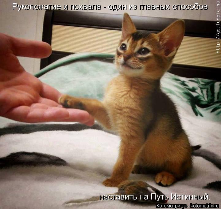 Рукопожатие и похвала - один из главных способов наставить на Путь Истинный.... Котоматрица: Рукопожатие и похвала - один из главных способов наставить на Путь Истинный.