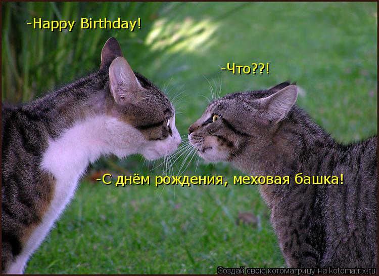 -Happy Birthday! -Что??! -С днём рождения, меховая башка!... Котоматрица: -Happy Birthday! -Что??! -С днём рождения, меховая башка!