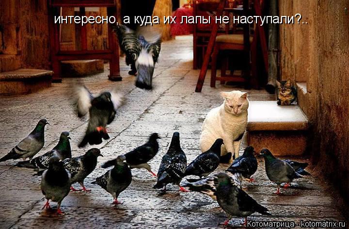 интересно, а куда их лапы не наступали?..... Котоматрица: интересно, а куда их лапы не наступали?..