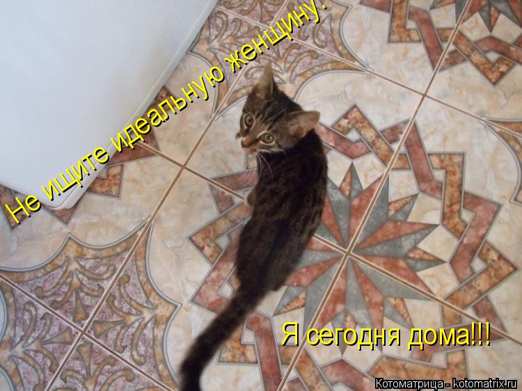 Не ищите идеальную женщину. Я сегодня дома!!!... Котоматрица: Не ищите идеальную женщину. Я сегодня дома!!!