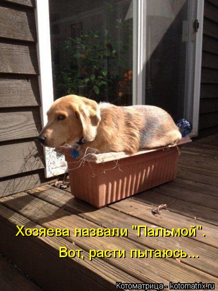 Хозяева назвали "Пальмой". Вот, расти пытаюсь...... Котоматрица: Хозяева назвали "Пальмой". Вот, расти пытаюсь...